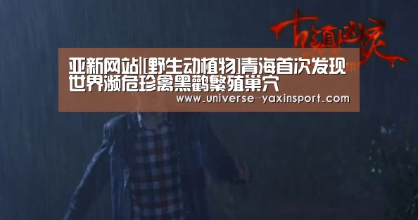 亚新网站|[野生动植物]青海首次发现世界濒危珍禽黑鹳繁殖巢穴